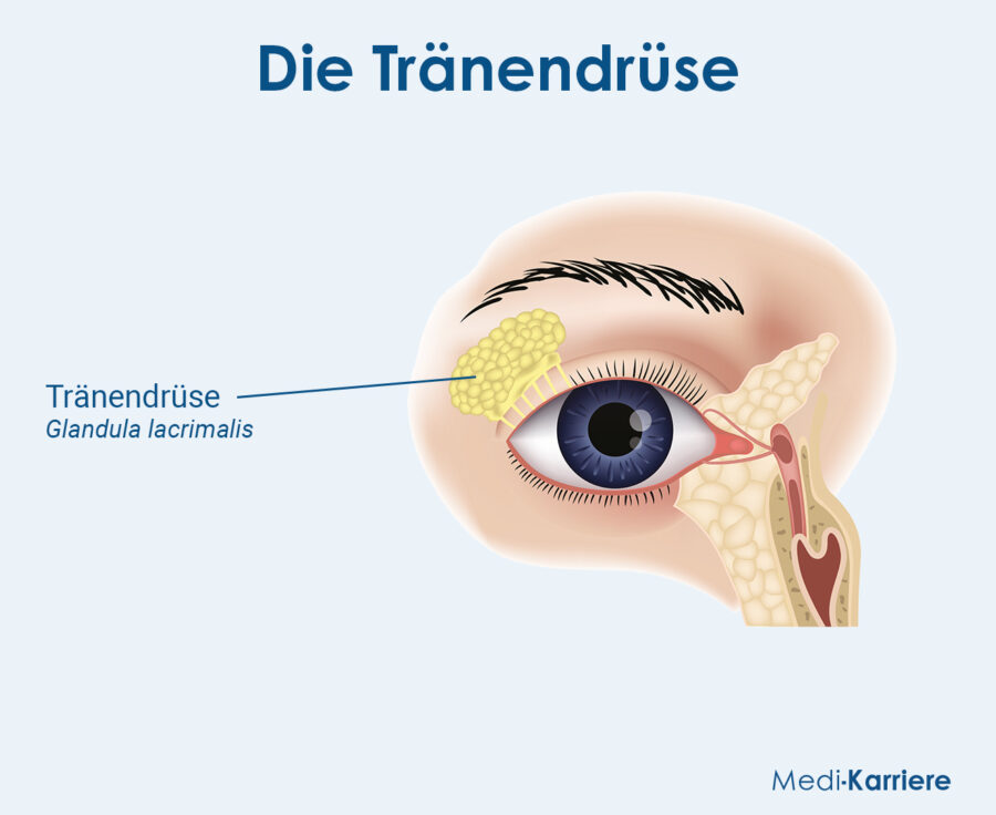 Grafik Tränendrüse