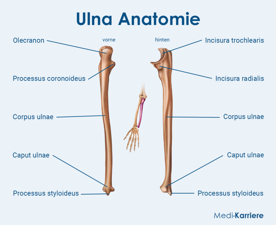 Osso Da Ulna Ulna Anatomia Funzioni E Frattura Osso Da Ulna Ulna Anatomia Funzioni E Frattura