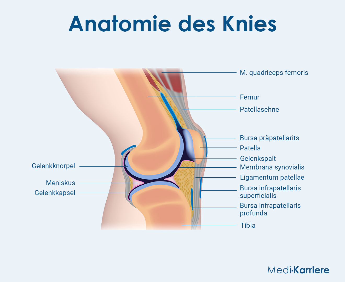 Kniescheibe Grafik