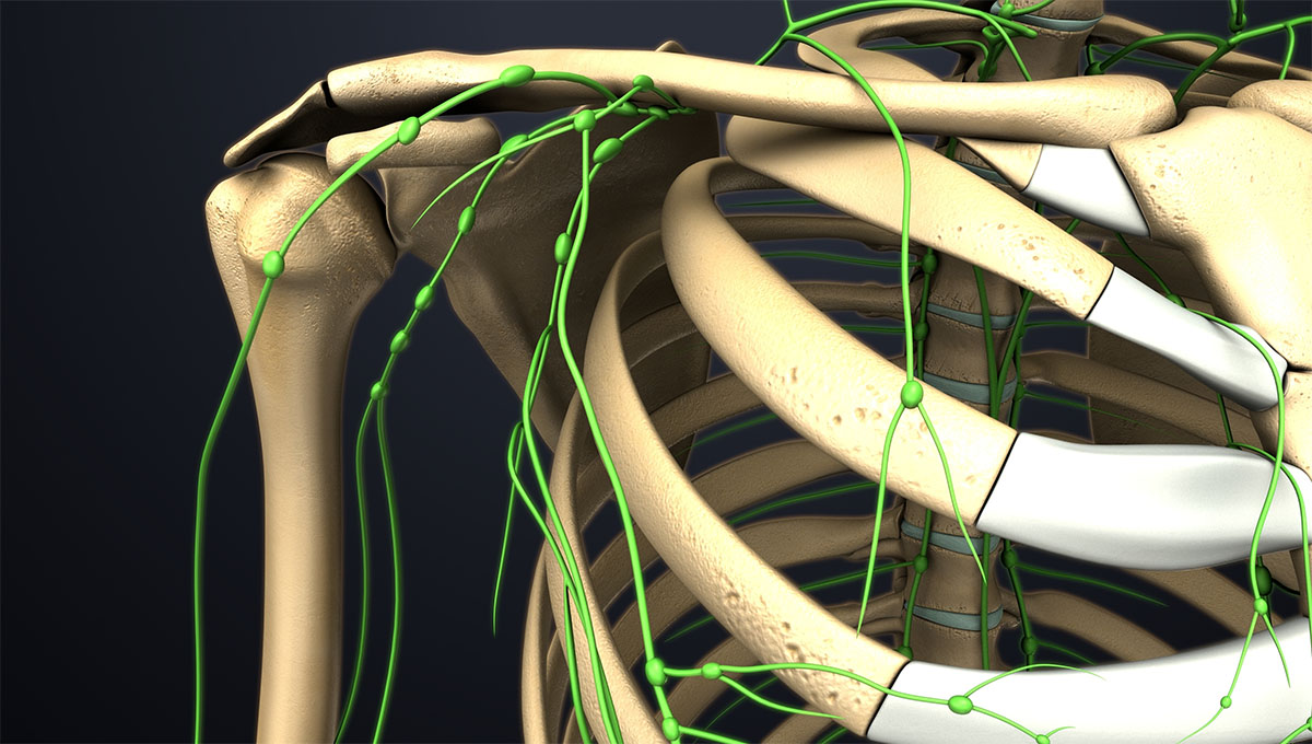 Skeleton,With,Lymph,Nodes,3d,Illustration