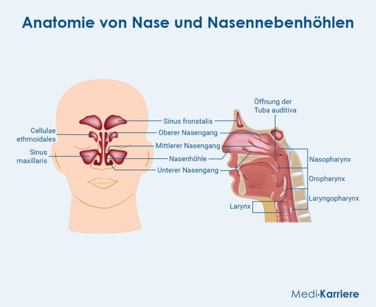 Nasennebenhöhlen: Anatomie, Schmerzen und Entzündung