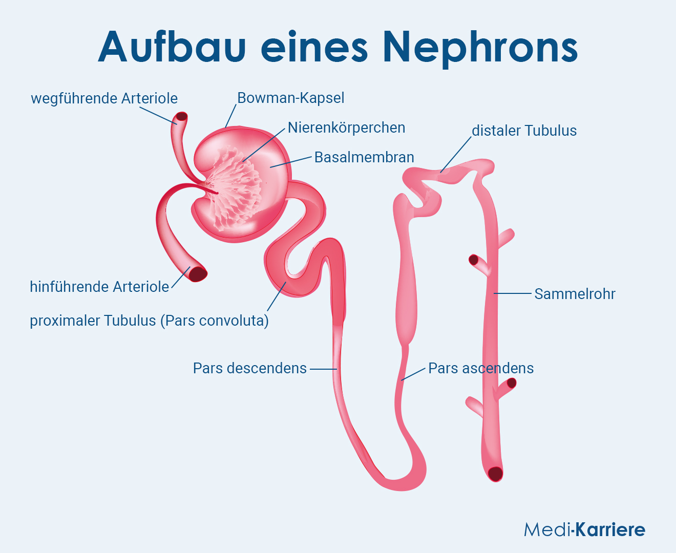 Nephron Grafik