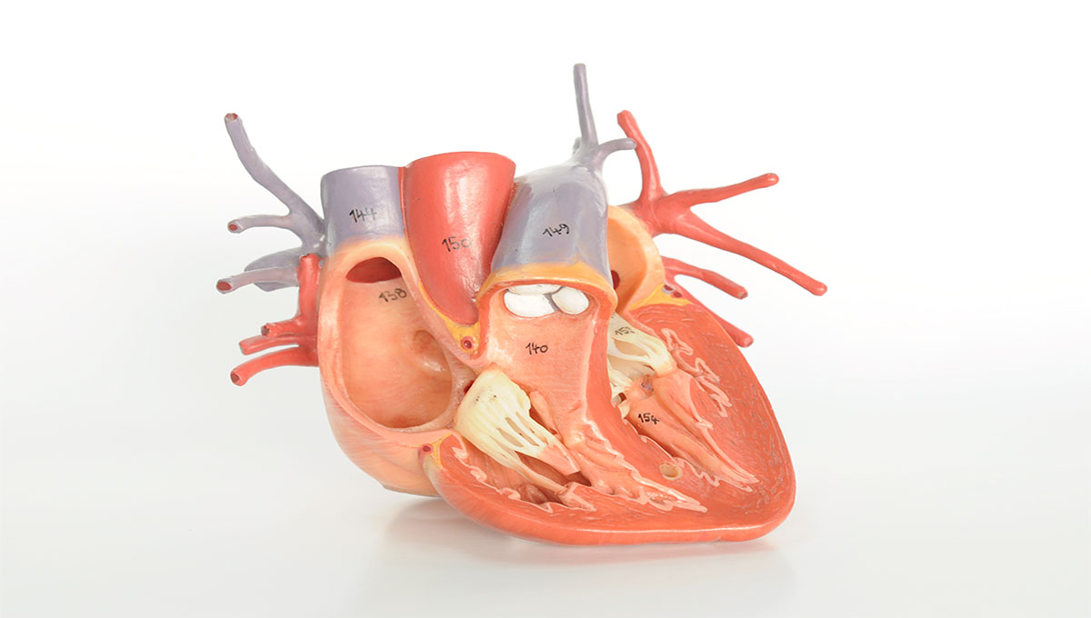 Close,Up,To,Heart,Model