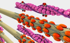 Muscle,Contraction,3d,Illustration