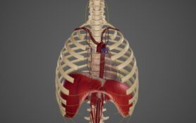 Blood,Supply,And,Innervation,Of,Diaphragm.3d,Rendering