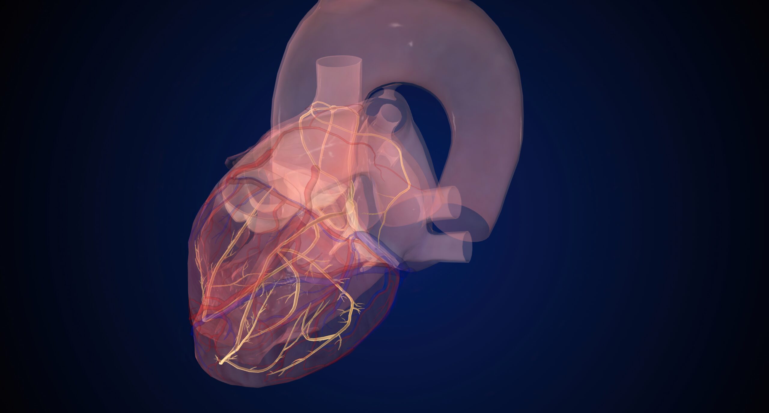 Conduction,System,During,Normal,Heart,Beat,3d,Rendering