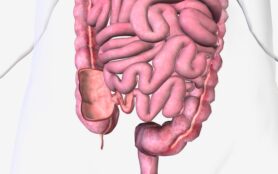 The,Ileocecal,Valve,Is,A,Papillose,Structure,With,A,Physiological