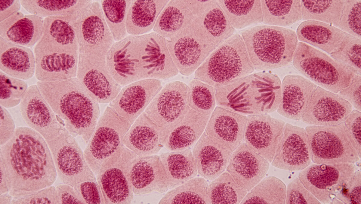 Root,Tip,Of,Onion,And,Mitosis,Cell,In,The,Root