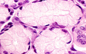 Mucous,Tubuloacini,Of,A,Salivary,Gland.,The,Mucous,Glandular,Cells