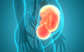 Fetus,Baby,In,Womb,Anatomy.,3d