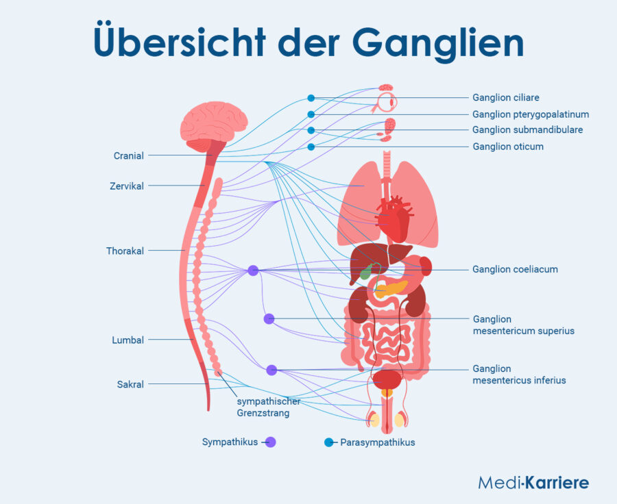 Ganglien (Nerven) Grafik