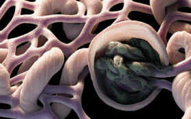 3d,Rendering,Close,Up,Kidney,Glomerulus