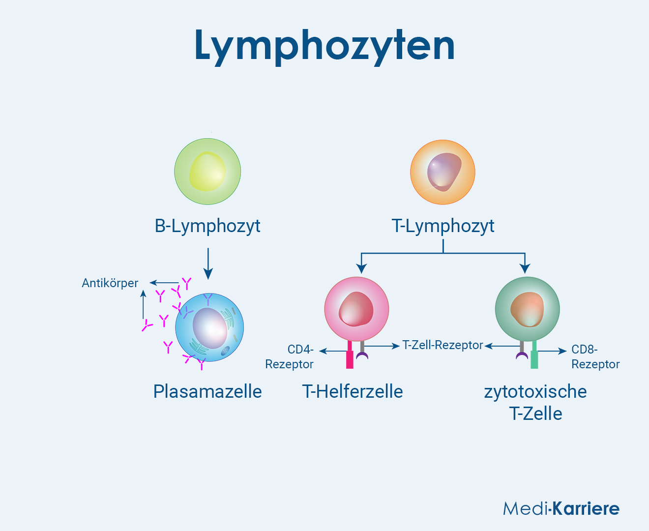 Lymphozyten Grafik