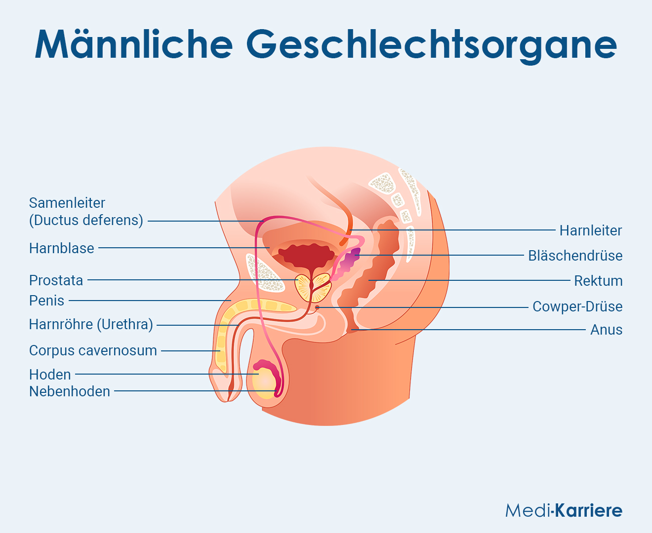 Männliche Geschlechtsorgane Grafik