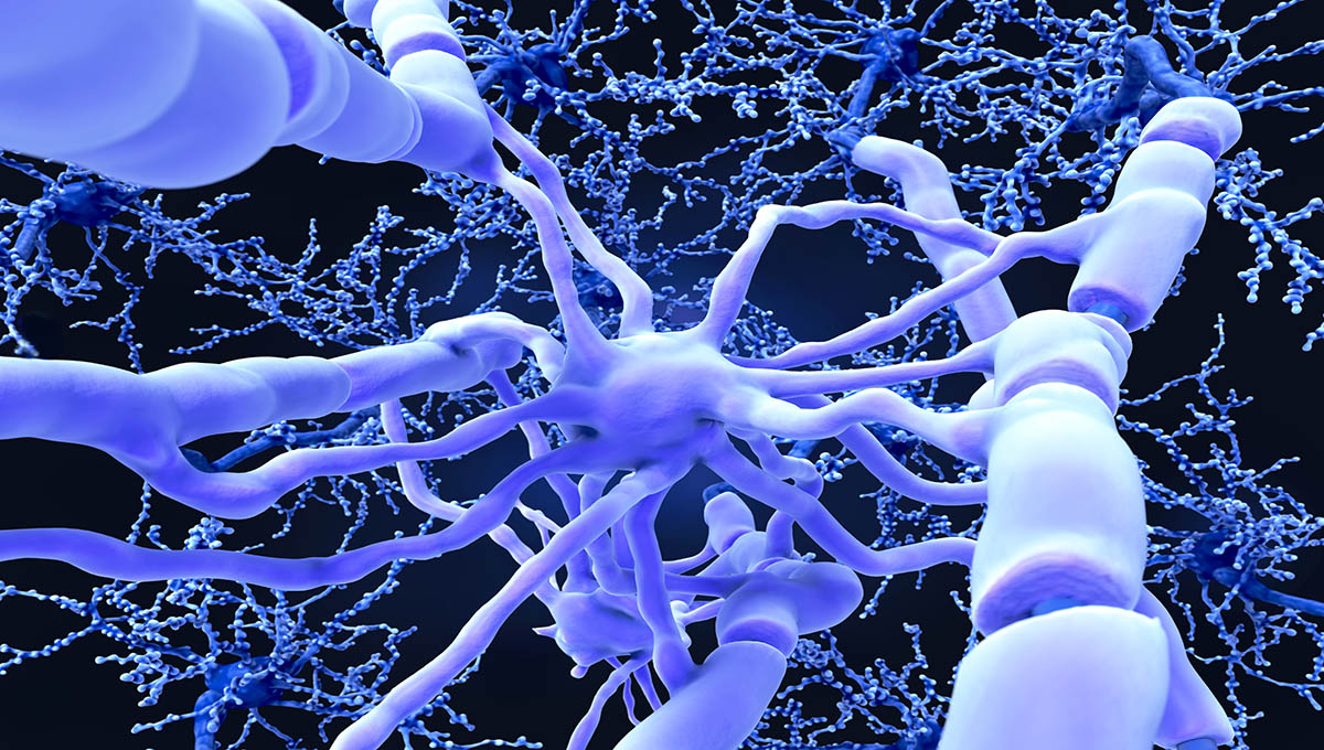 Oligodendrocyte,Forms,Insulating,Myelin,Sheaths,Around,Neuron,Axons,In,The