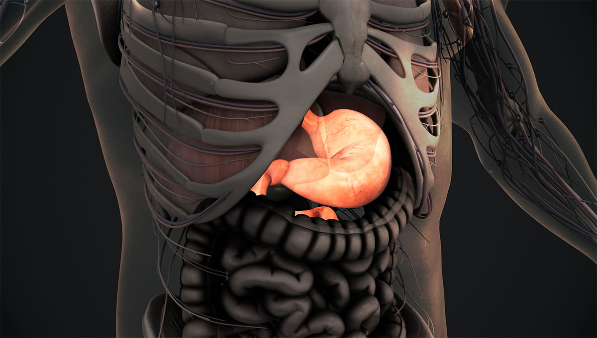 Human,Stomach,Anatomy,Background.3d,Illustration.