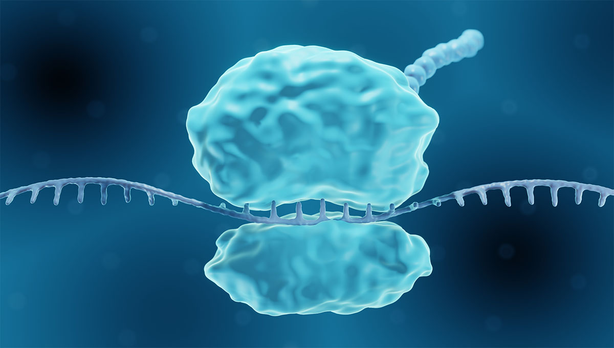 Ribosome,,3d,Illustration,Of,Translation