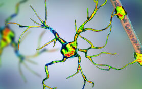 Astrocyte,And,Blood,Vessel,,3d,Illustration.,Astrocytes,,Brain,Glial,Cells,