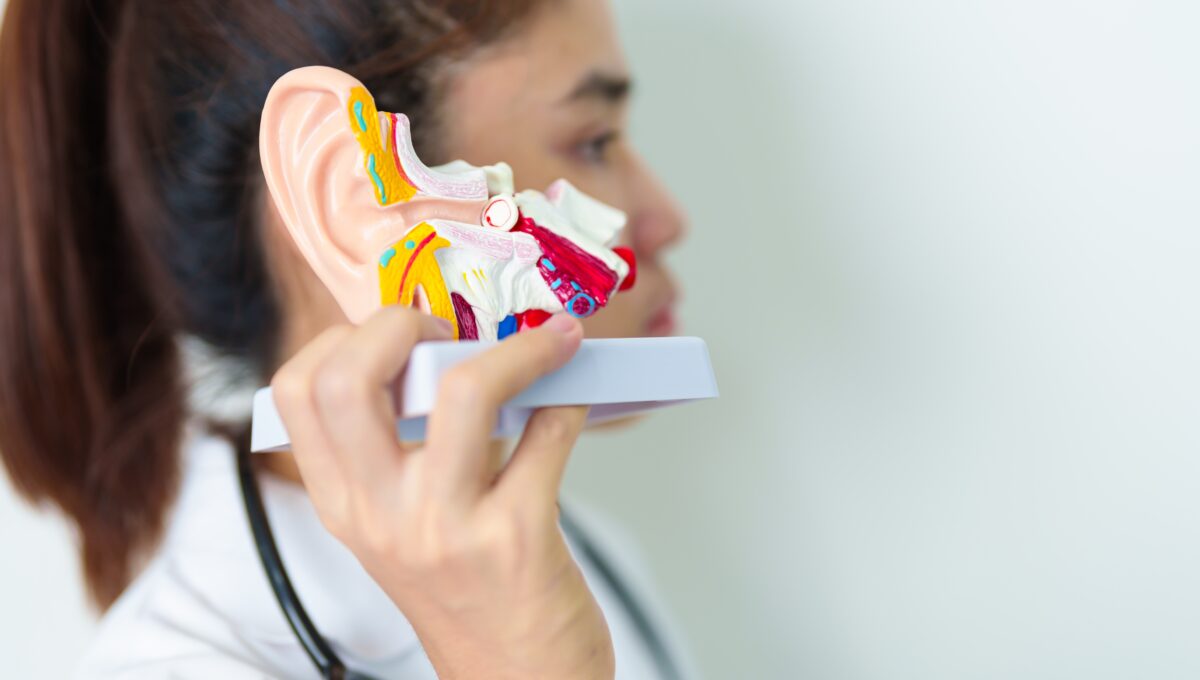 Doctor,Holding,Human,Ear,Anatomy,Model.,Ear,Disease,,Atresia,,Otitis