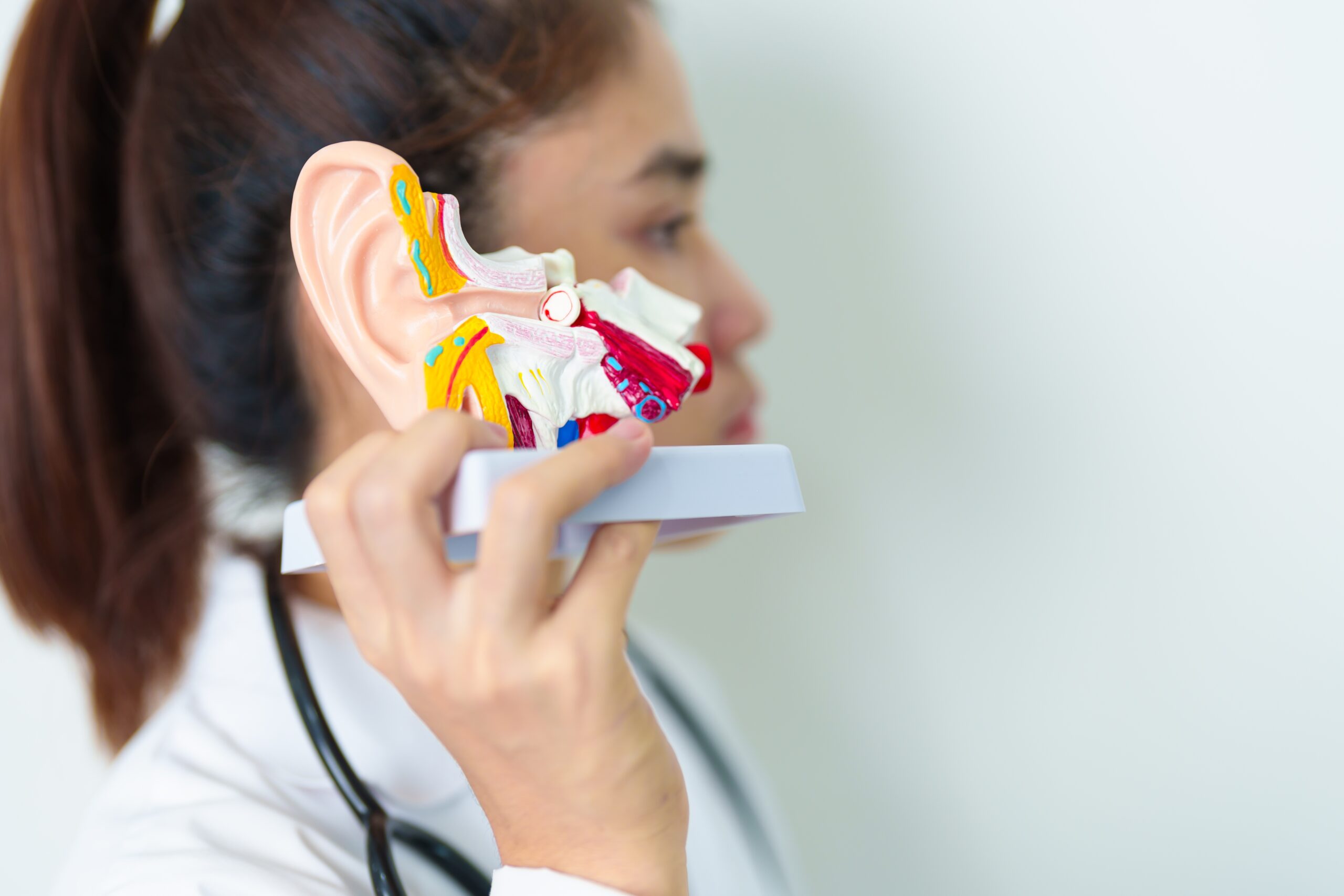Doctor,Holding,Human,Ear,Anatomy,Model.,Ear,Disease,,Atresia,,Otitis
