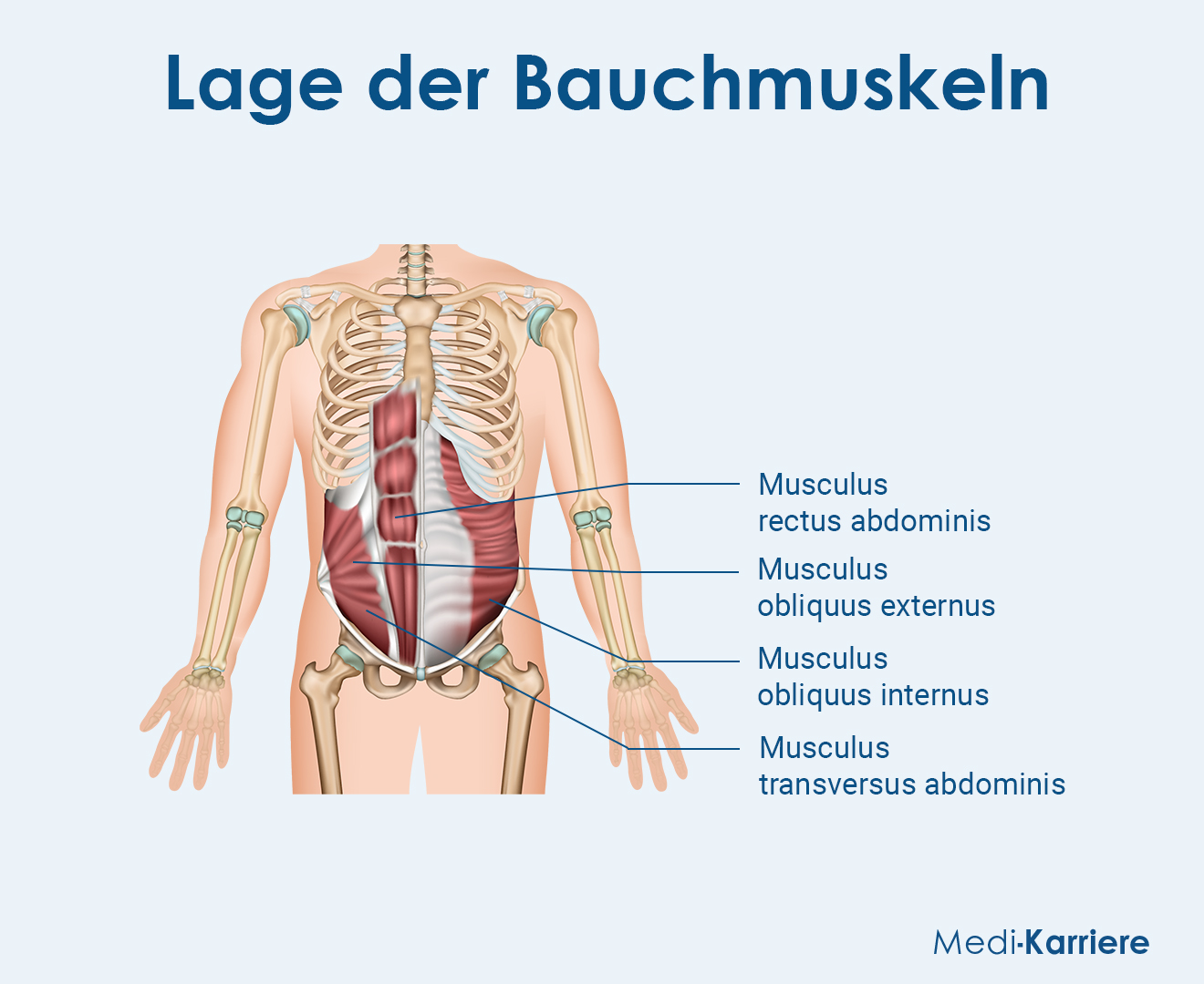 Bauchmusklen Grafik