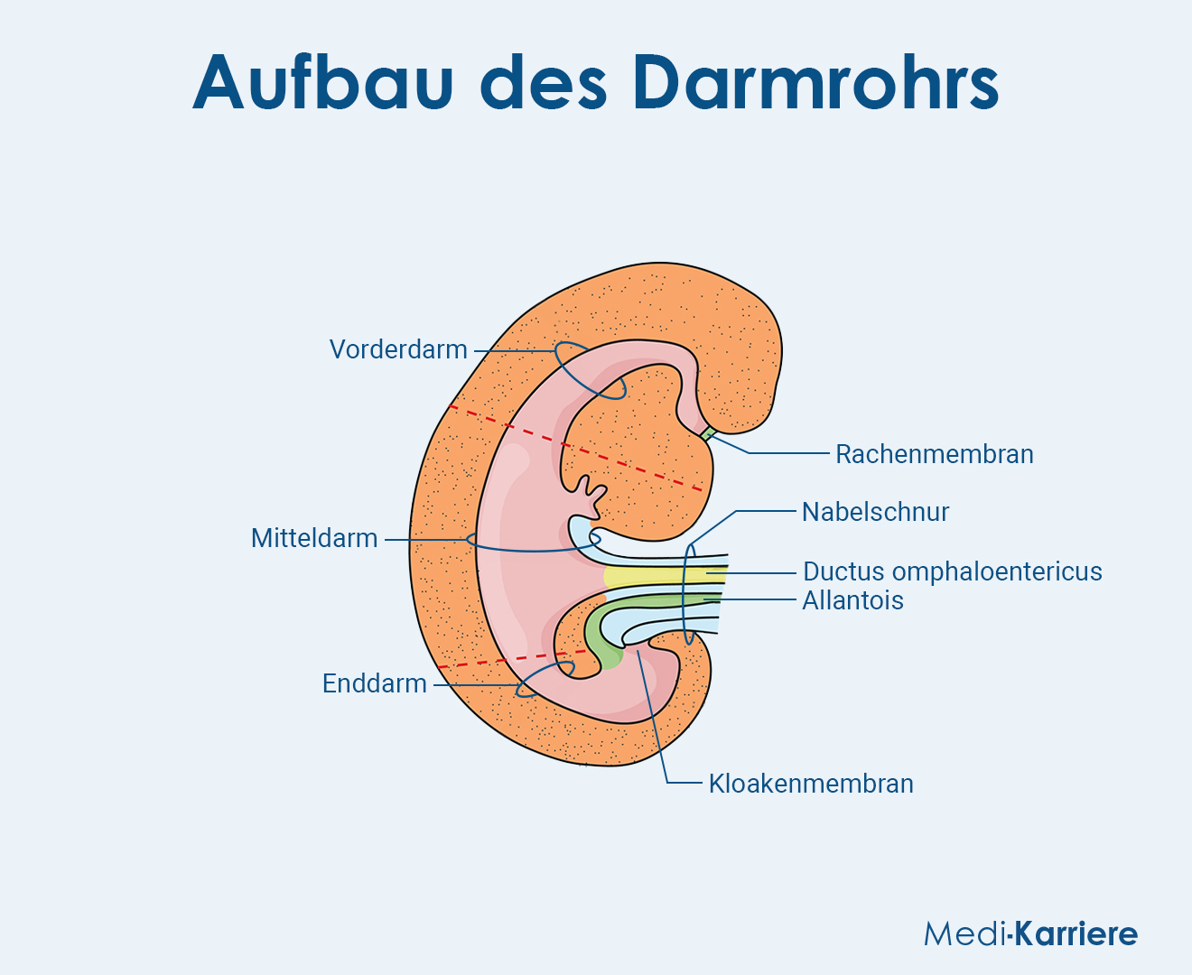 Darmrohr Grafik