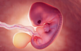 3d,Rendered,Medical,Illustration,Of,A,Fetus,At,7,Weeks