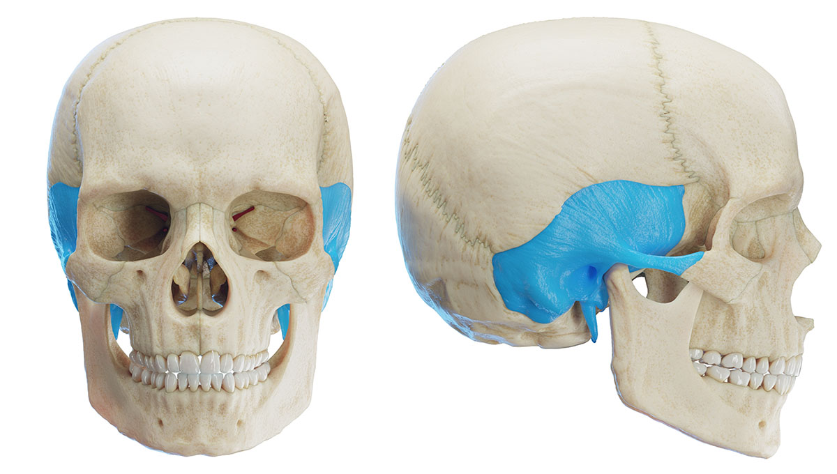 3d,Rendered,Medical,Illustration,Of,Human,Anatomy, ,Temporal,Bone.
