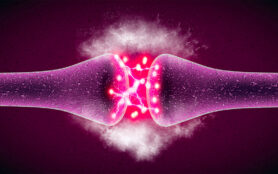 Synapse,Is,A,Structure,That,Permits,A,Neuron,(or,Nerve
