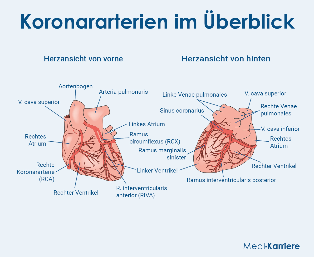 Herzkranzgef e Koronararterien Verlauf Funktion Symptome Herzkranzgef e Koronararterien Verlauf Funktion Symptome