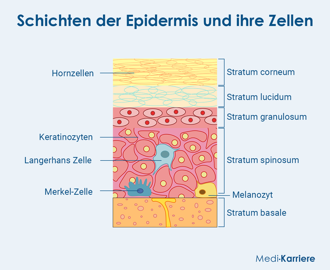 Keratinozyten Grafik
