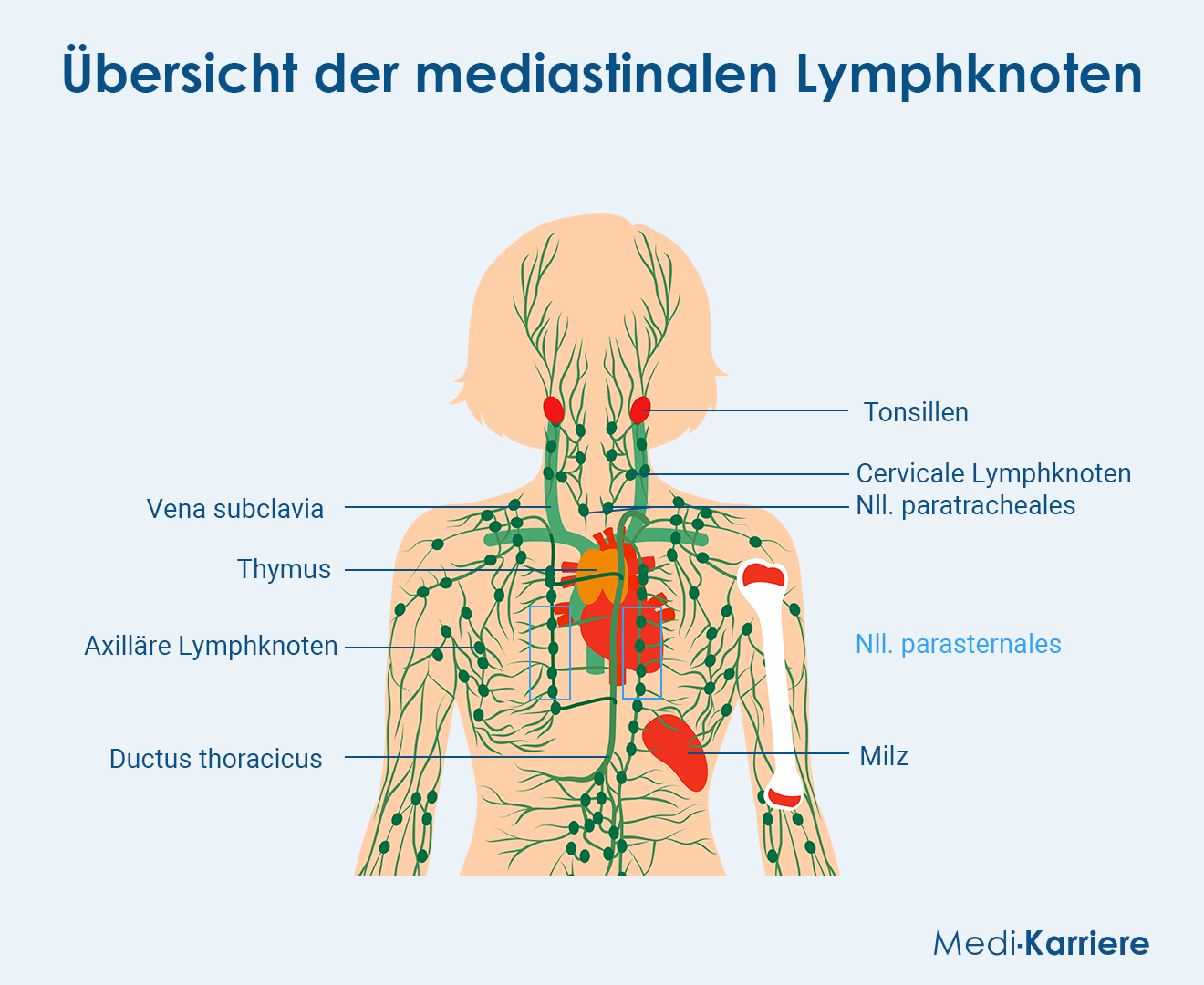 Lymphknoten Achseln Geschwollen YINSBK