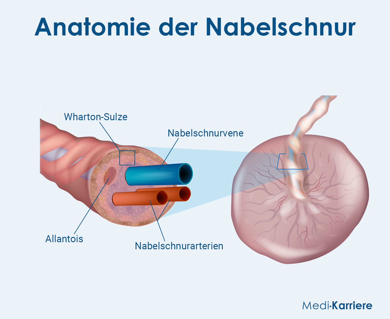 Wie Sieht Der Bauchnabel Aus Wenn Die Nabelschnur Abgefallen Ist www.medi-karriere.de