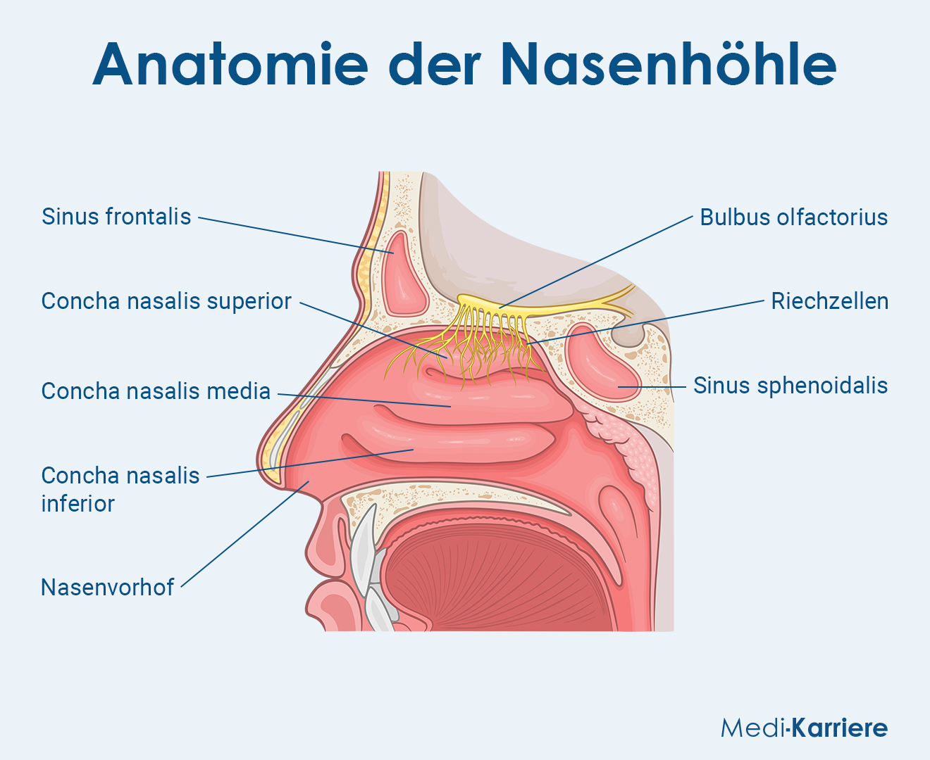 Nasenhöhle Grafik