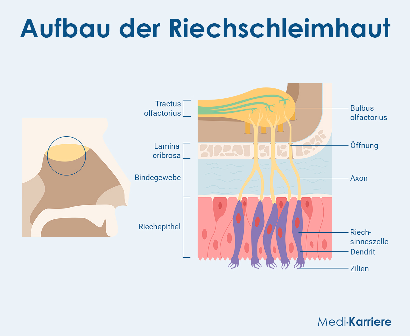 Nasenschleimhaut Grafik