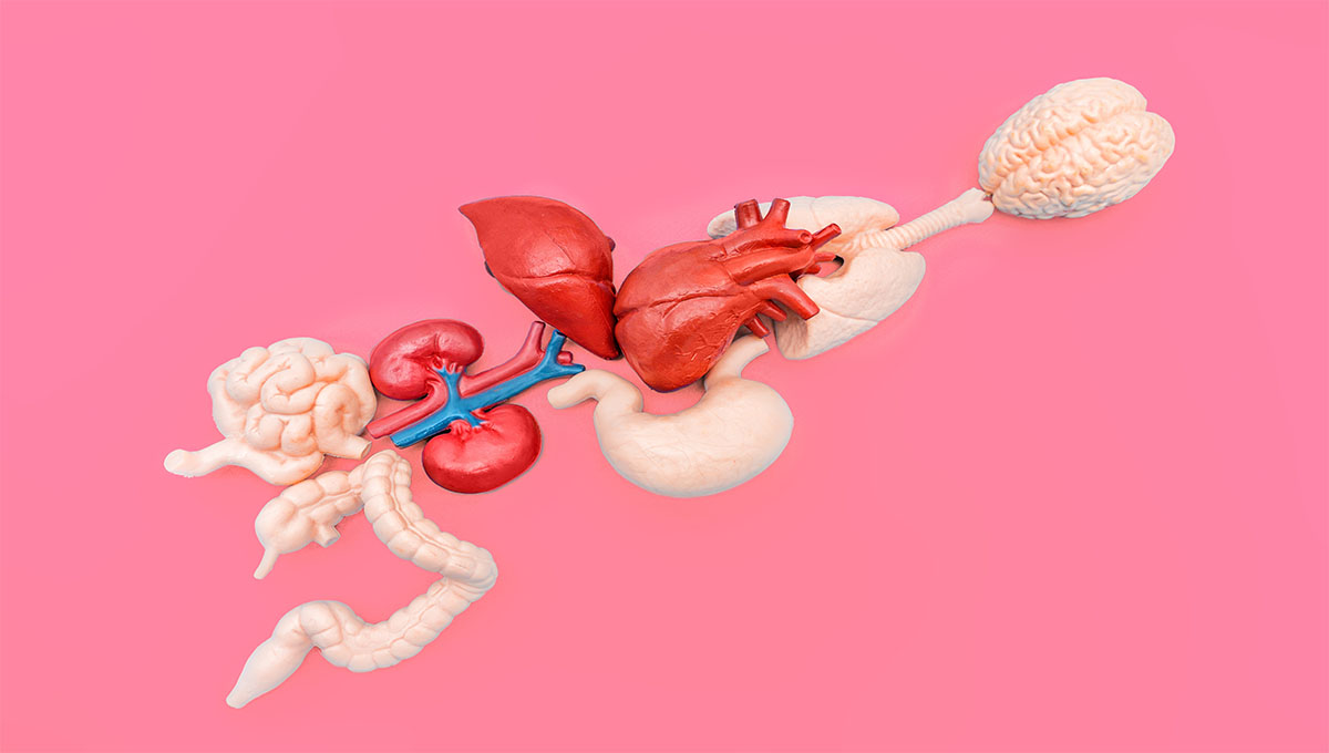 Collection,Of,Anatomical,Models,Representing,Essential,Human,Organs,Isolated,On