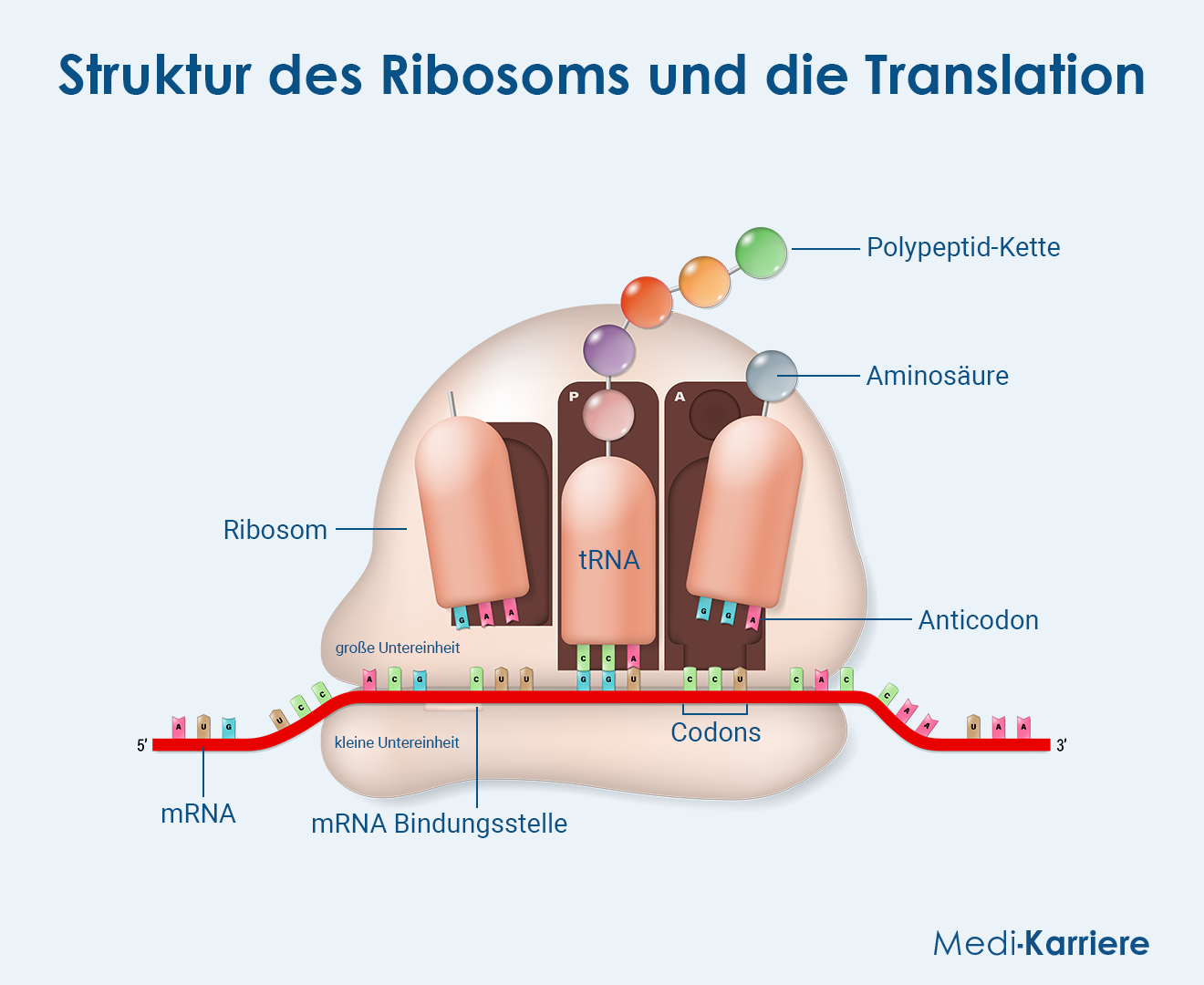 Ribosom Grafik