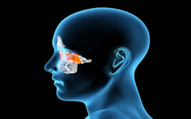 Anatomy,Of,Paranasal,Sinuses.,3d,Illustration,Showing,Human,Body,With
