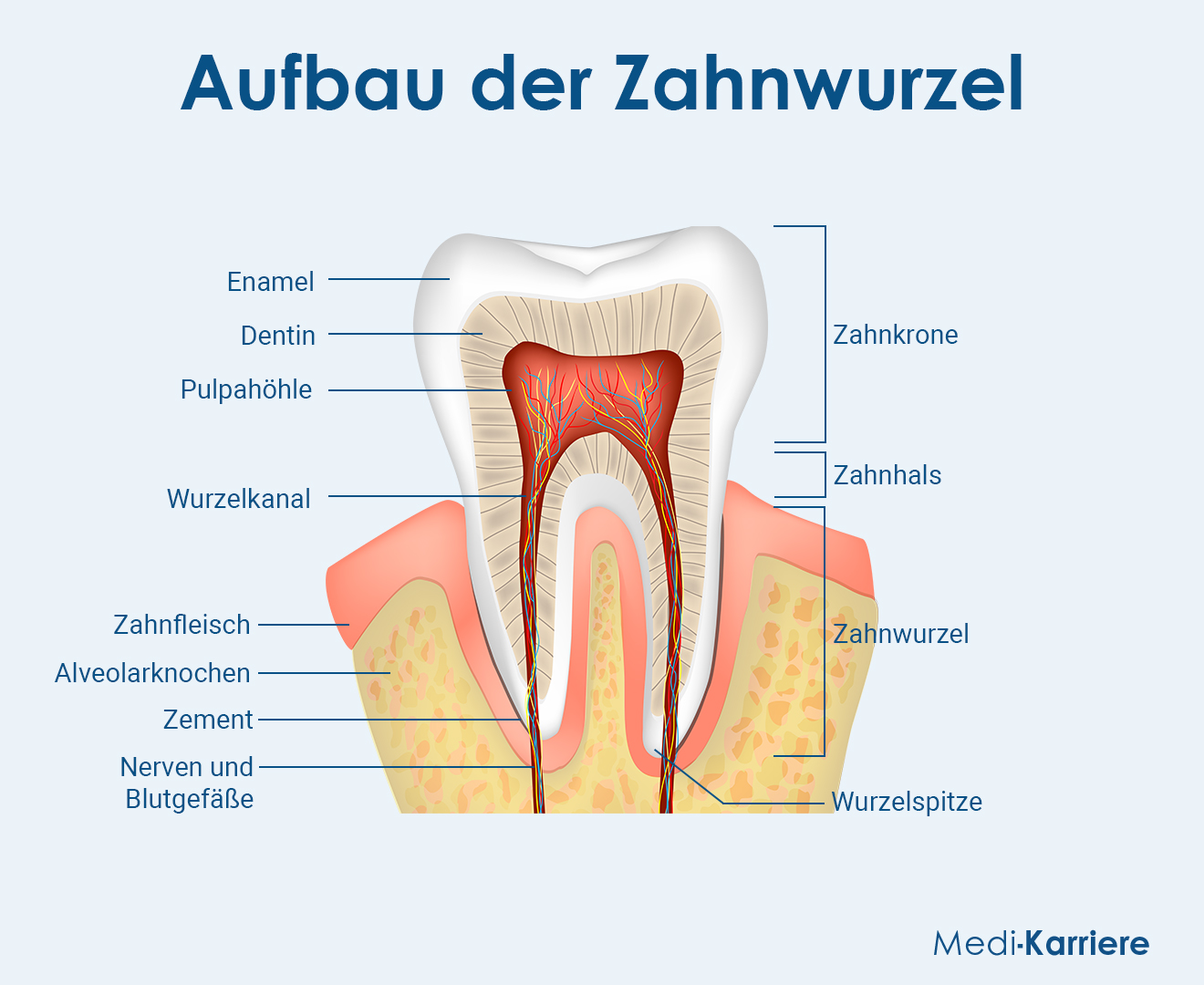 Zahnwurzel Grafik
