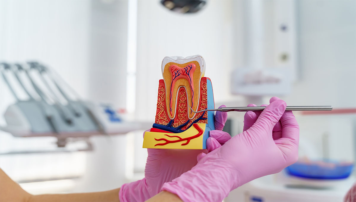 Model,Of,Artificial,Jaw,With,Teeth,In,Hands.,Dentist,Cabinet