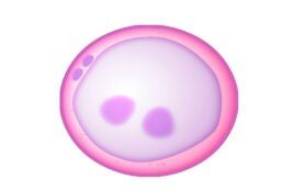 Zygote,As,The,First,Diploid,Cell,,3d,Rendering