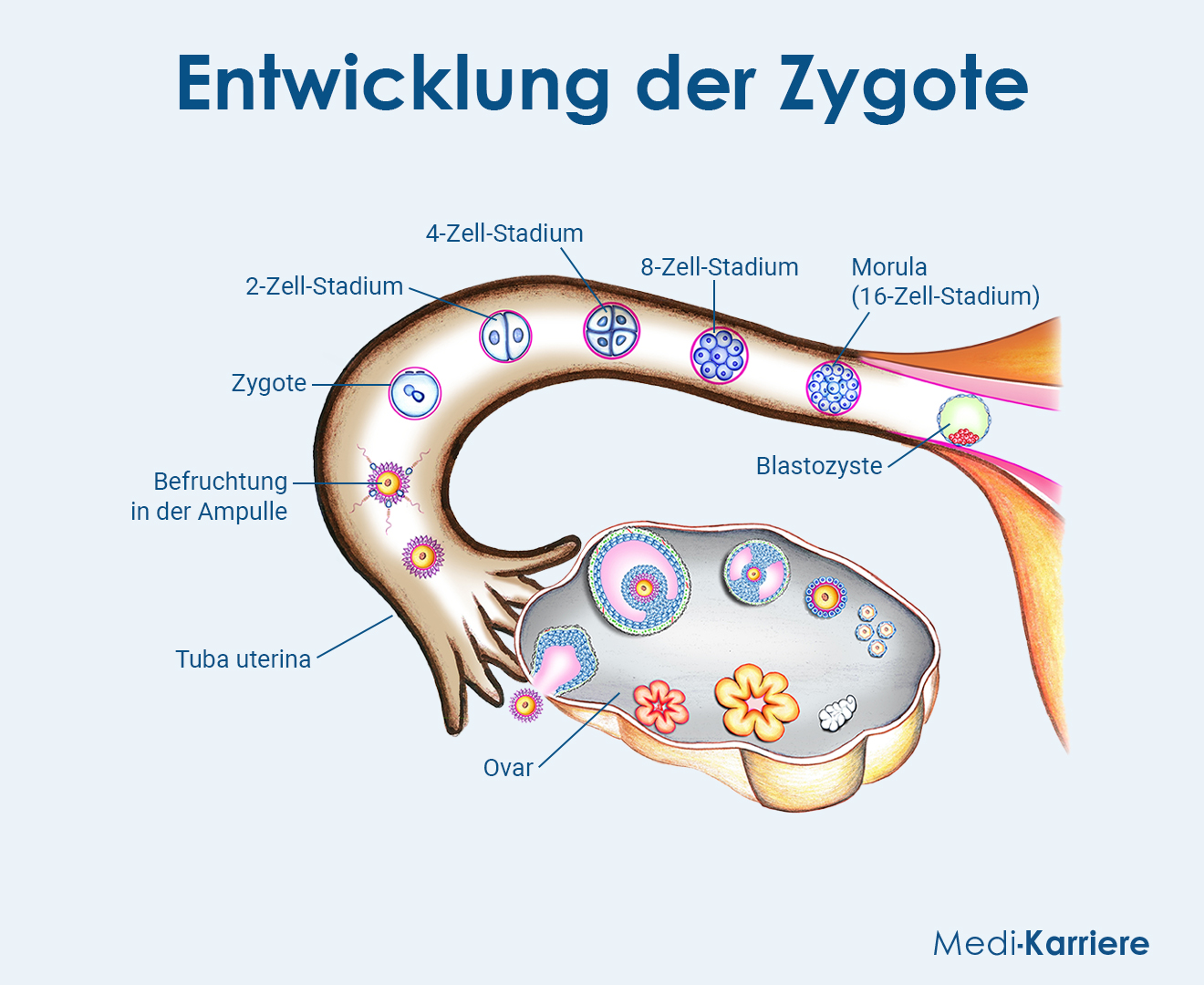 Zygote Grafik