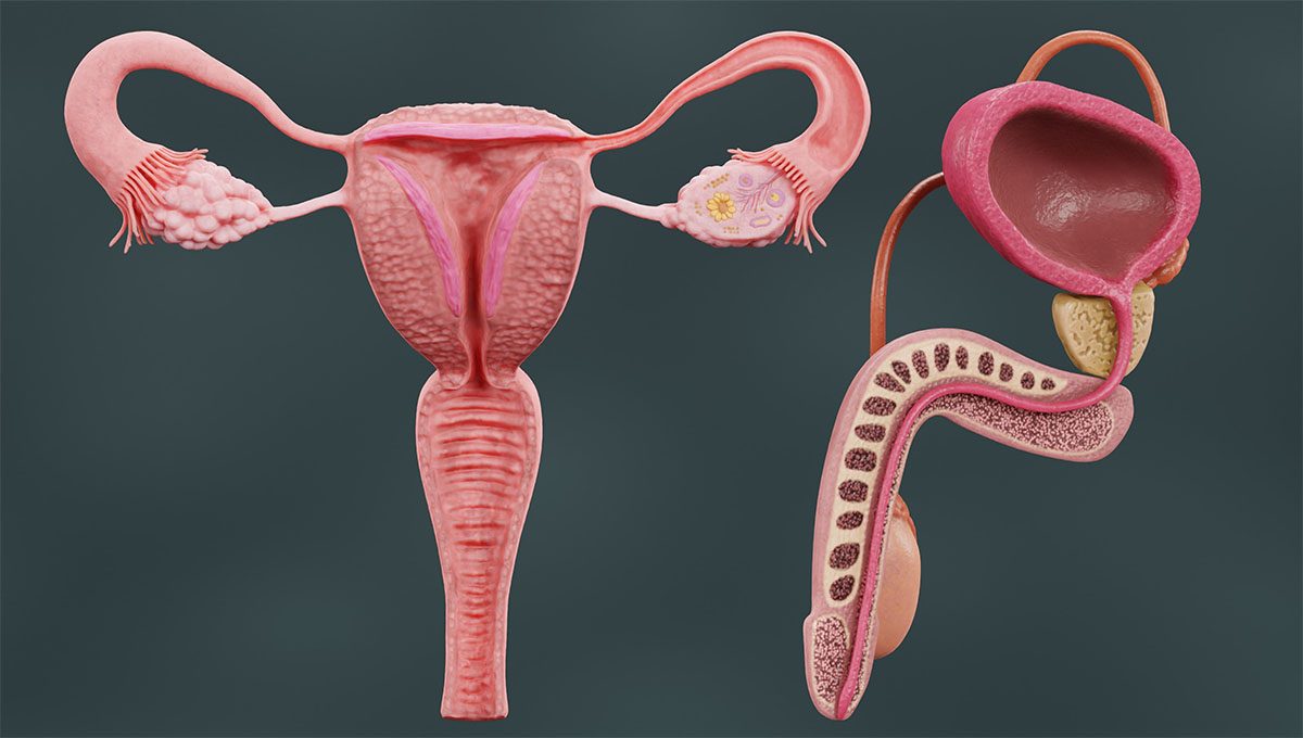Realistic,3d,Render,Of,Human,Reproductive,System