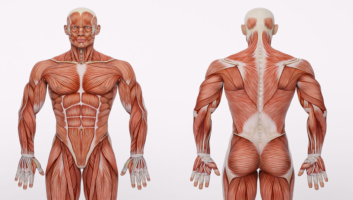 3d,Render,:,A,Standing,Male,Body,Illustration,With,Muscle