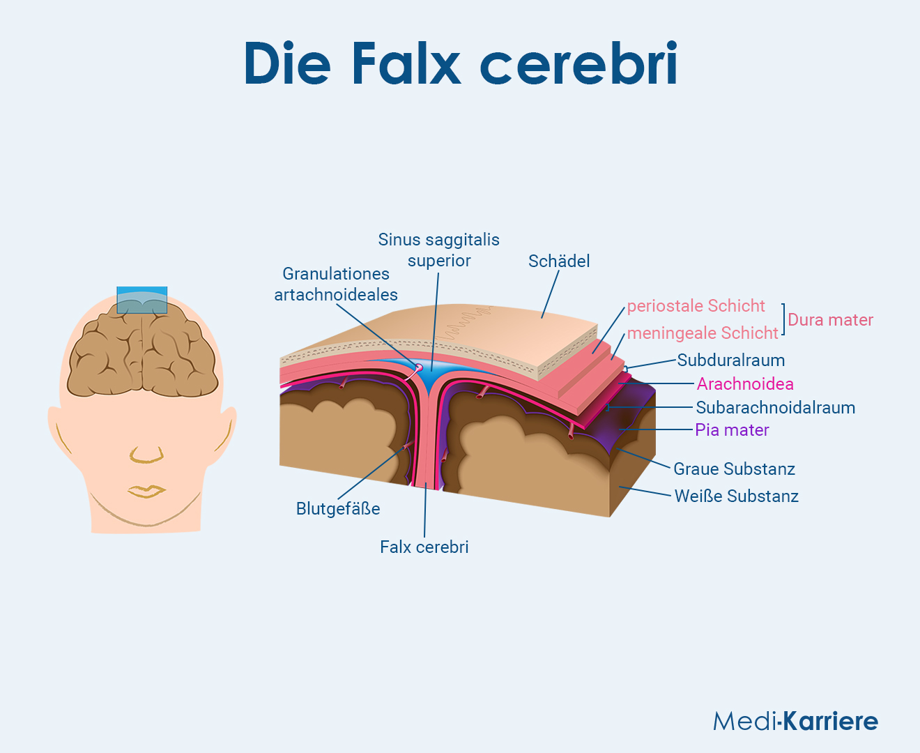 Falx cerebri – Anatomie, Ansatz, Funktion und Meningeom