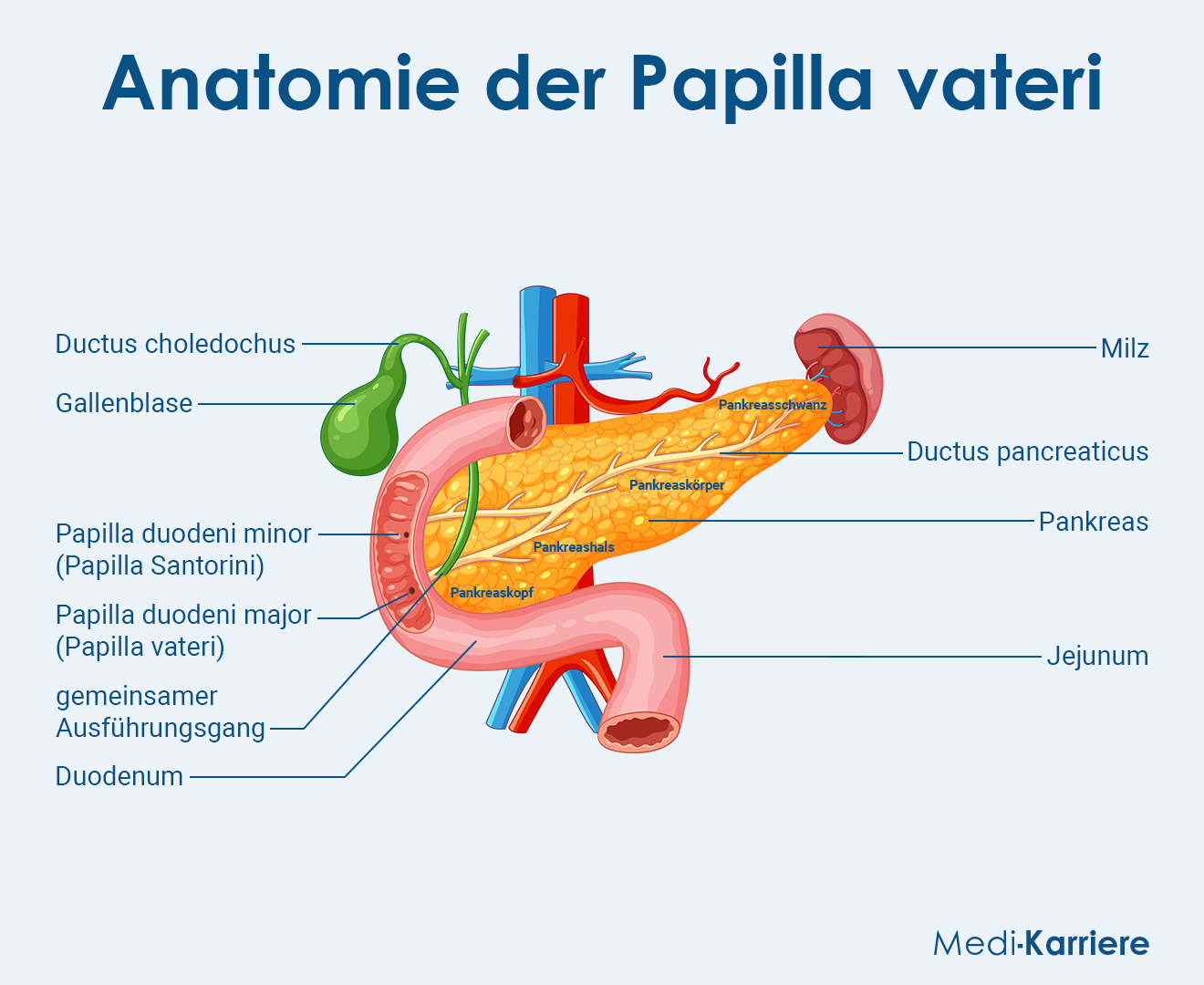 Papilla vateri Definition, Anatomie, Klinik