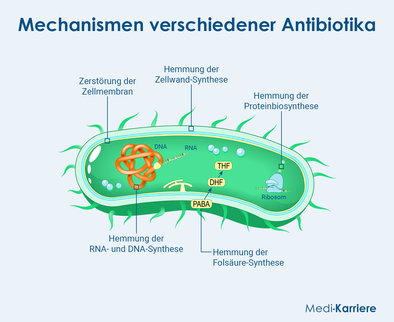 Prokaryoten Grafik
