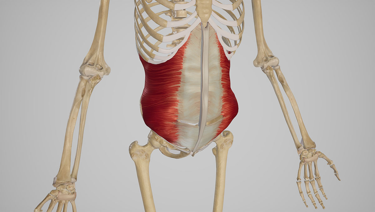 Transversus,Abdominis,Muscle,Of,Abdomen.3d,Rendering