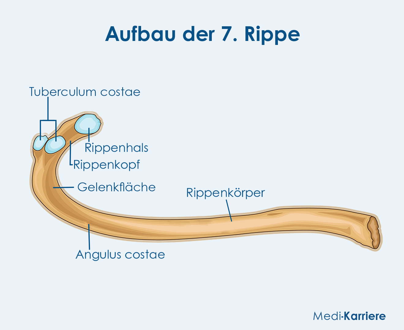 Rippe.Grafik