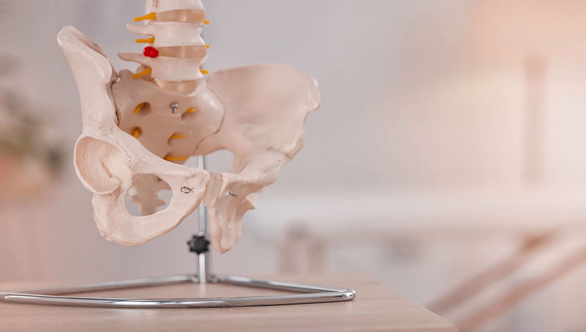 Anatomy,,Bones,And,Skeleton,In,A,Medical,,Hospital,And,Healthcare